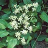 40-60 cm*Omnia Garden