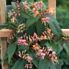 40-60 cm*Omnia Garden Hot