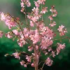 80-90 cm*Omnia Garden New
