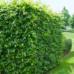 60-100 cm*Omnia Garden