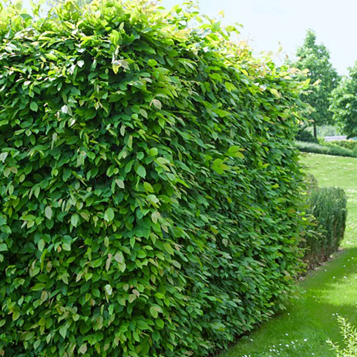 60-100 cm*Omnia Garden