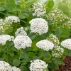 15-30 cm*Omnia Garden Hot
