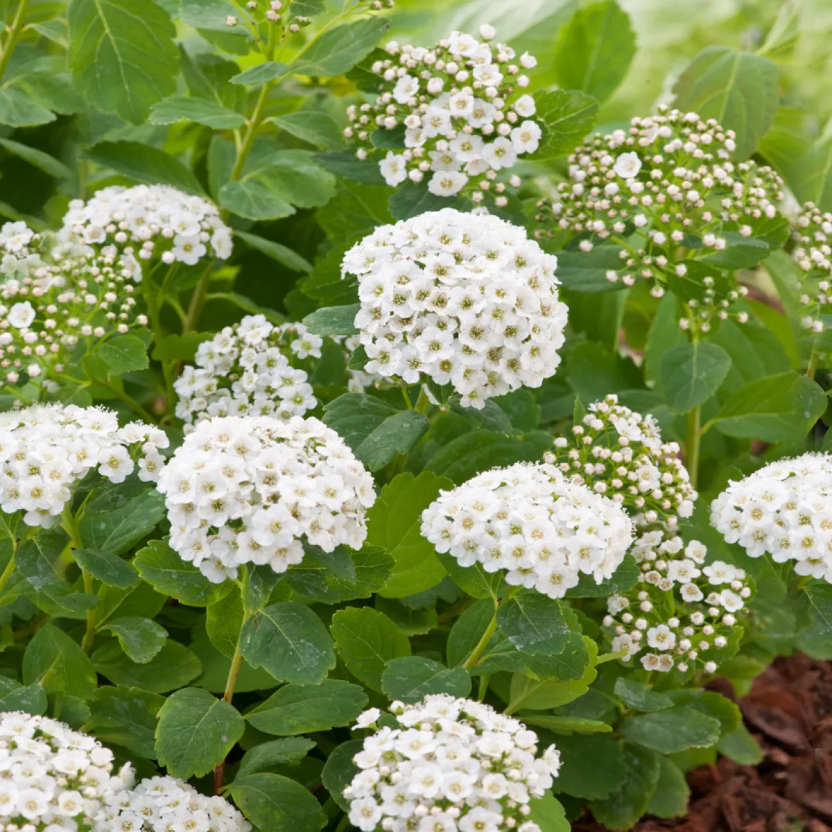 15-30 cm*Omnia Garden Hot