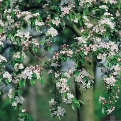 90-110 cm*Omnia Garden Online