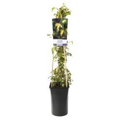 40-60 cm*Omnia Garden Hot