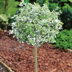 80-90 cm*Omnia Garden New