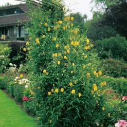 40-60 cm*Omnia Garden Clearance