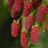 60-80 cm*Omnia Garden Sale