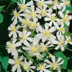 40-60 cm*Omnia Garden Best