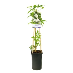 40-60 cm*Omnia Garden Best