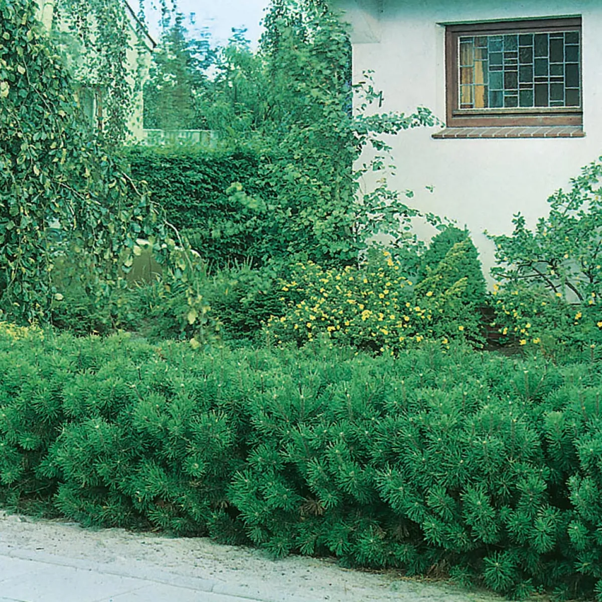 30-35 cm*Omnia Garden Sale