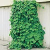 40-60 cm*Omnia Garden Clearance