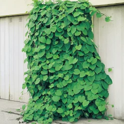 40-60 cm*Omnia Garden Clearance