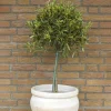 50-60 cm*Omnia Garden Hot