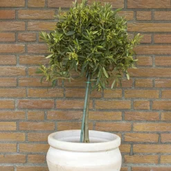 50-60 cm*Omnia Garden Hot