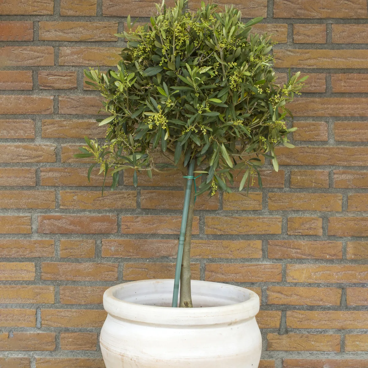 50-60 cm*Omnia Garden Hot