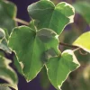 40-60 cm*Omnia Garden Clearance