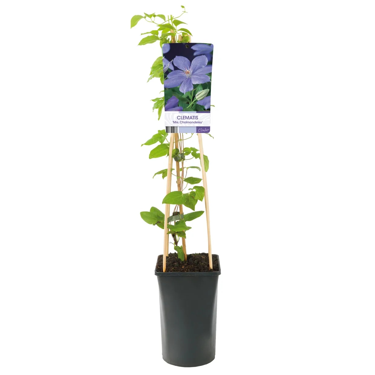 40-60 cm