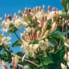 40-60 cm*Omnia Garden New