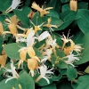 40-60 cm*Omnia Garden Best