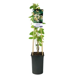40-60 cm*Omnia Garden Best