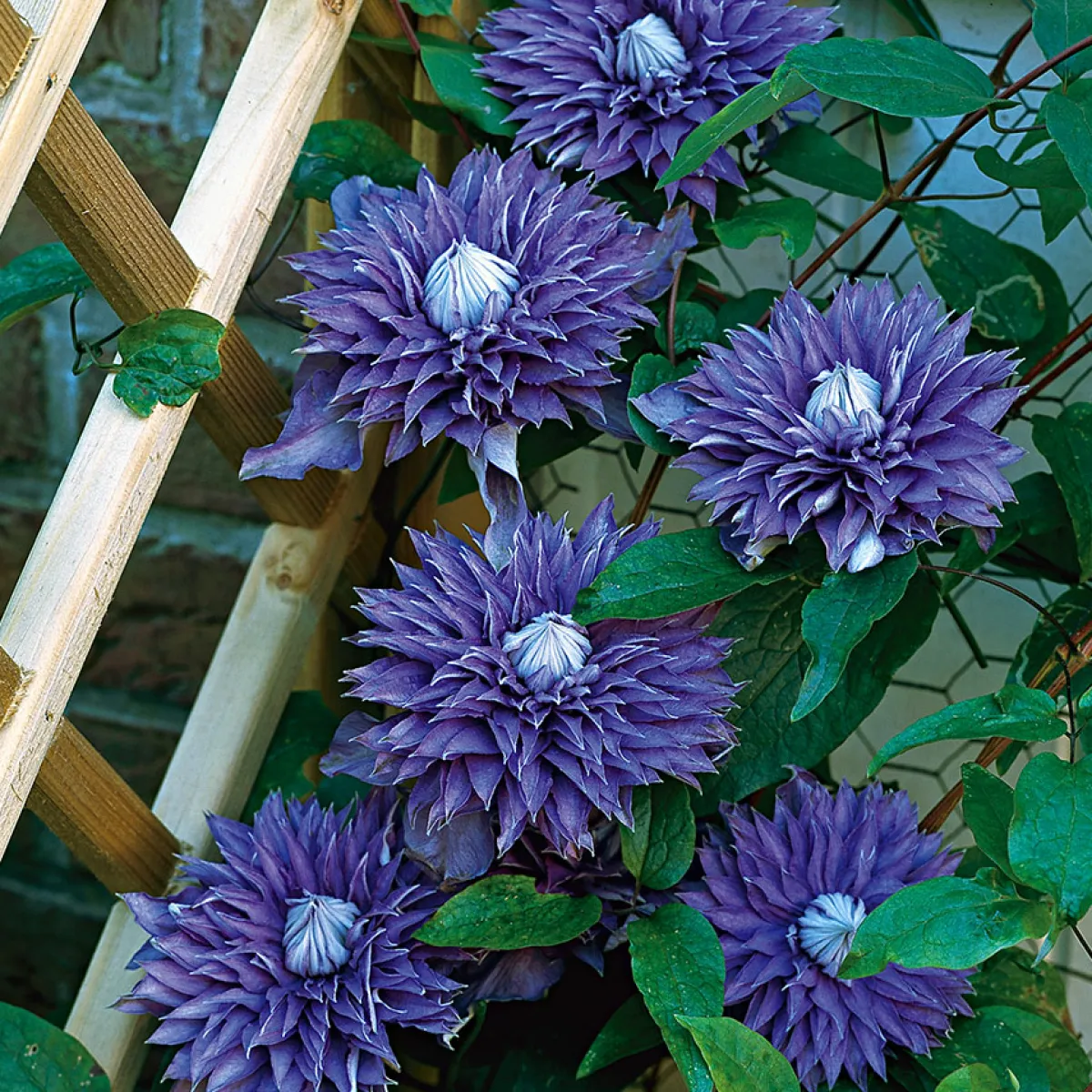 40-60 cm*Omnia Garden Best