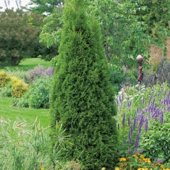 50-60 cm*Omnia Garden Hot