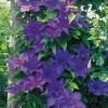 40-60 cm*Omnia Garden Outlet