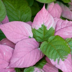 40-60 cm*Omnia Garden Best