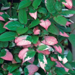 40-60 cm*Omnia Garden Best