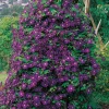 40-60 cm*Omnia Garden Sale