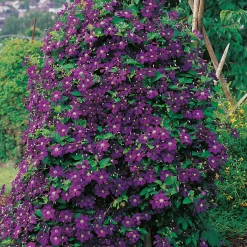 40-60 cm*Omnia Garden Sale
