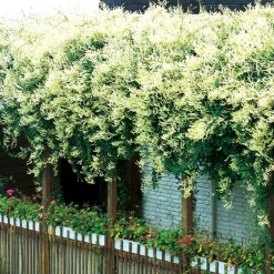 40-60 cm*Omnia Garden Hot