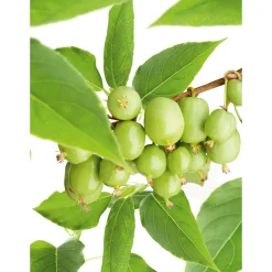 60-80 cm*Omnia Garden Outlet
