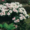 20-25 cm*Omnia Garden