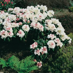 20-25 cm*Omnia Garden