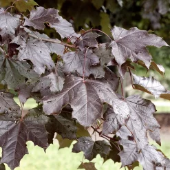 150-200 cm Acer Platanoides Royal Red*Omnia Garden Best
