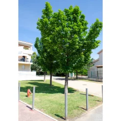 350-450 cm Frilandsodlat Högstamsträd med Grönt Lövverk*Omnia Garden New