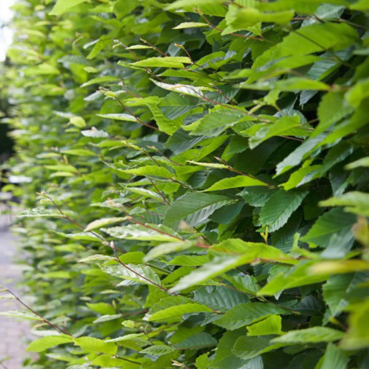 20-40 cm Krukodlade*Omnia Garden Clearance