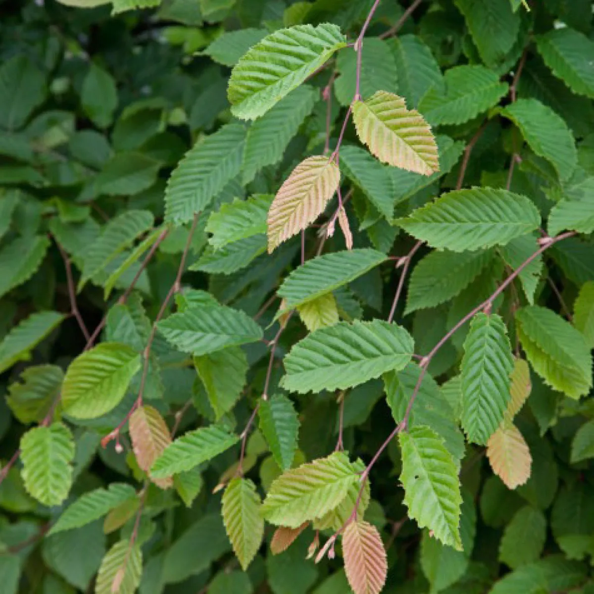 20-40 cm Krukodlade*Omnia Garden Clearance
