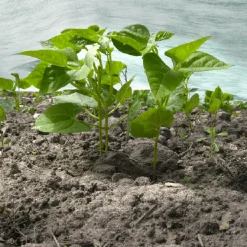 Agrimpex Agro-Marina 1,6x10 m Turkos*Jabo Sale