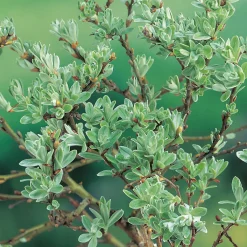 Alpvide - Salix Helvetica SH 80-100 cm*Omnia Garden Clearance