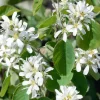 Amelanchier Alnifolia 50-80 cm*Omnia Garden Discount