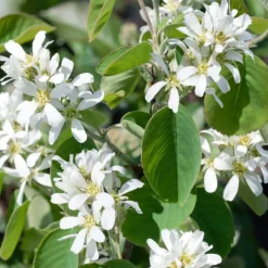 Amelanchier Alnifolia 50-80 cm*Omnia Garden Discount