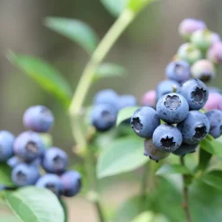Amerikanskt Blåbär Vaccinium Corymbosum Reka*Omnia Garden Sale