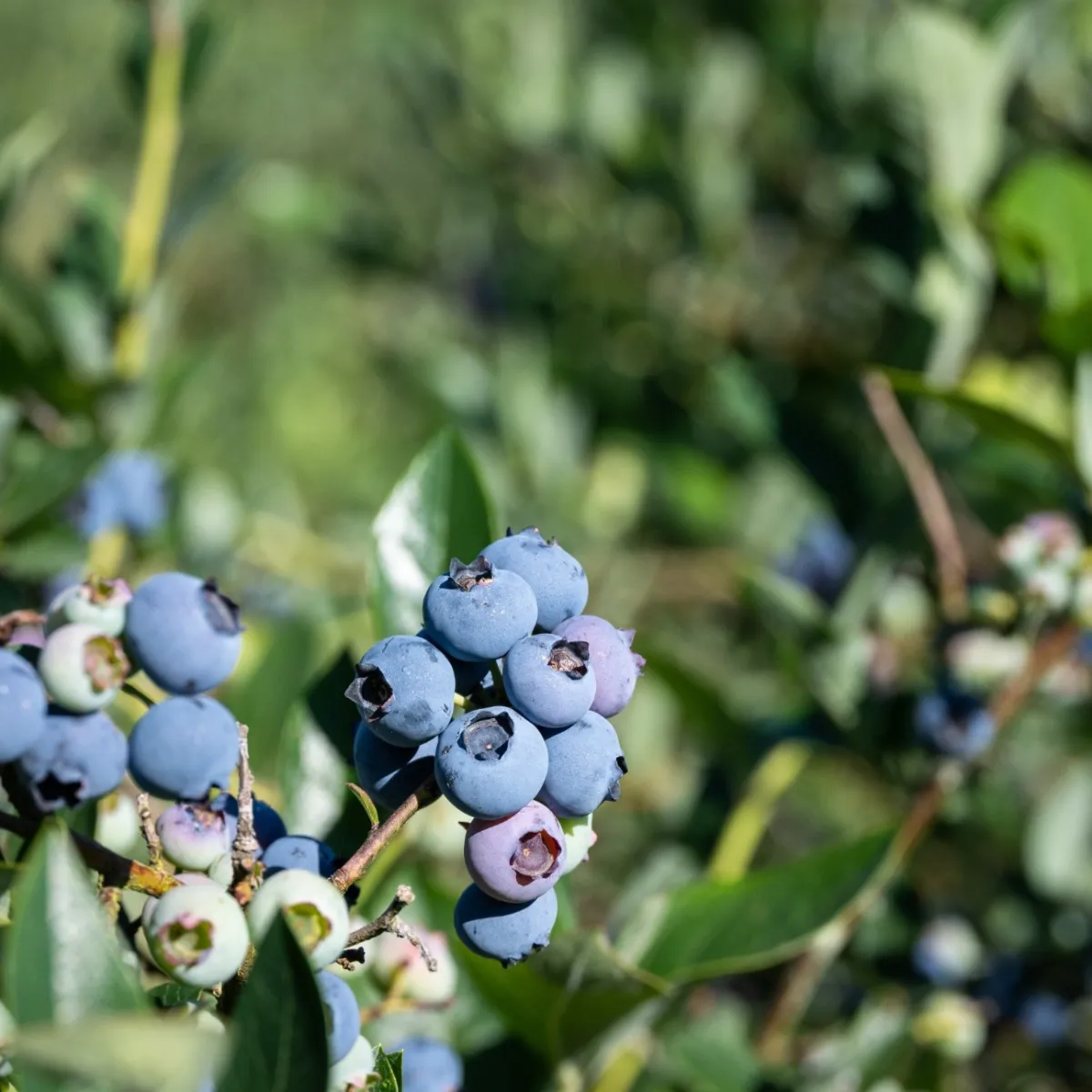 Amerikanskt Blåbär Vaccinium Corymbosum Reka*Omnia Garden Sale