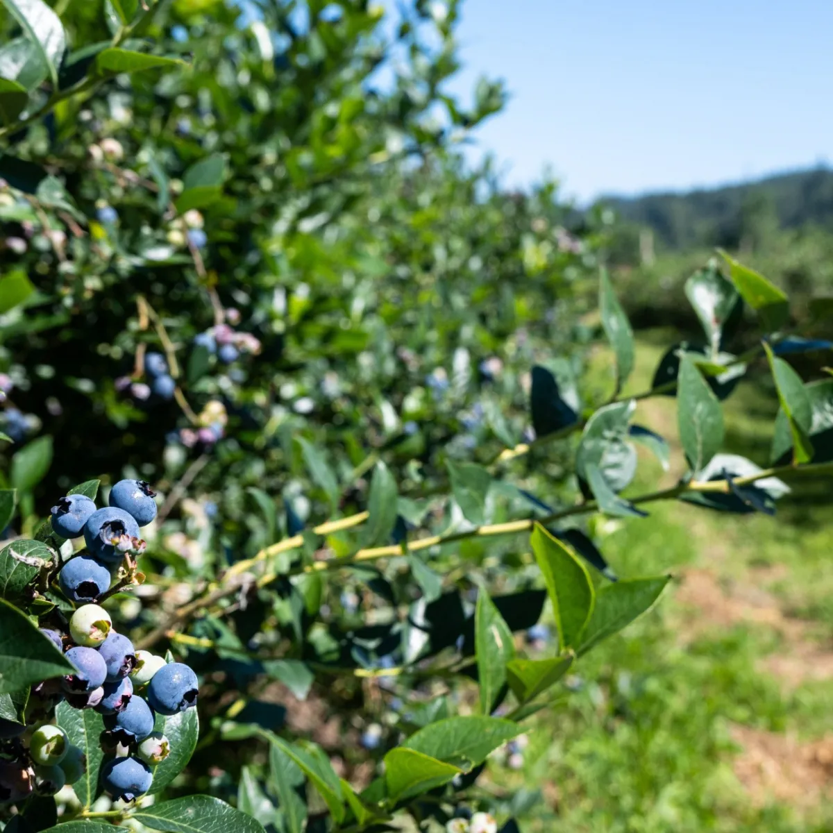 Amerikanskt Blåbär Vaccinium Corymbosum Reka*Omnia Garden Sale