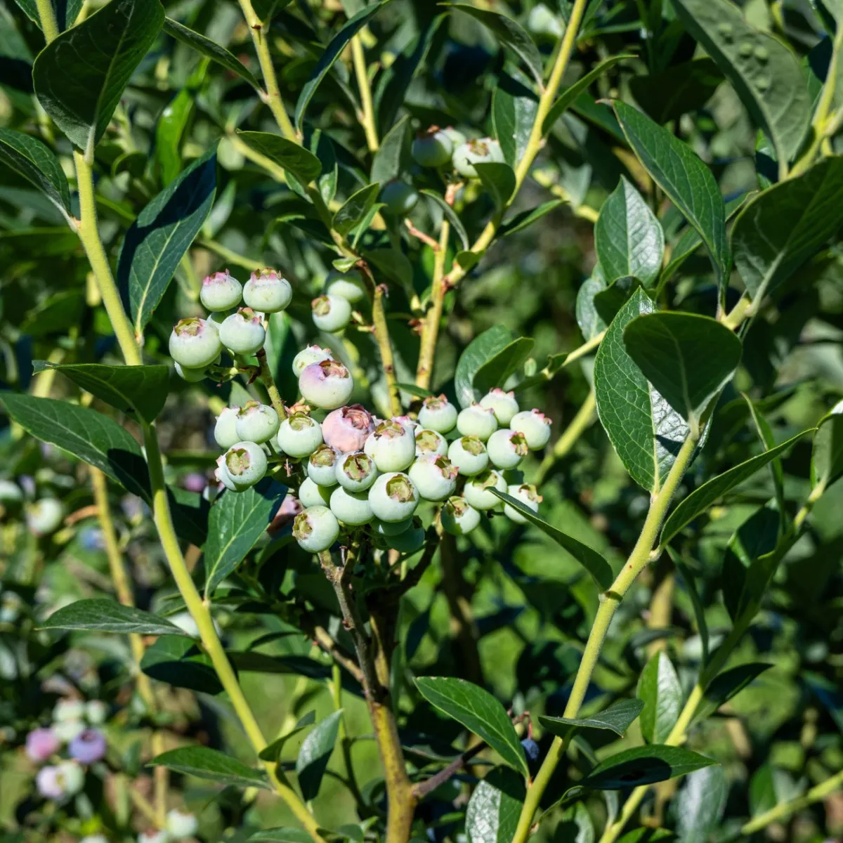Amerikanskt Blåbär Vaccinium Corymbosum Reka*Omnia Garden Sale