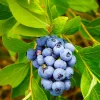 Amerikanskt Vaccinium Pelle E