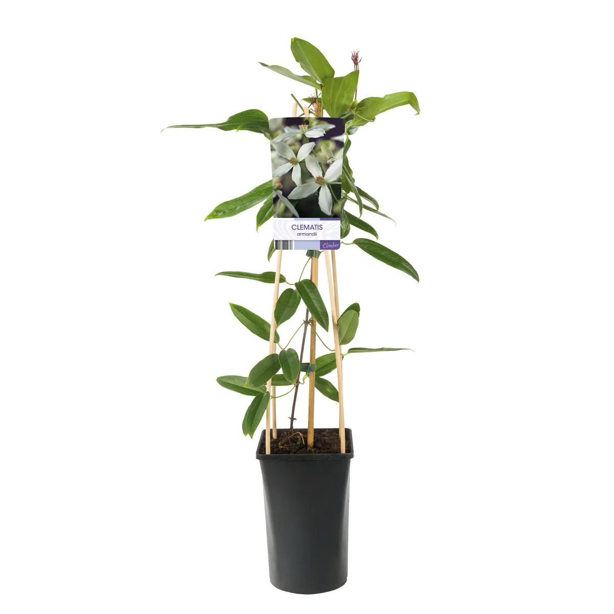 Armandii 40-60 cm*Omnia Garden Online